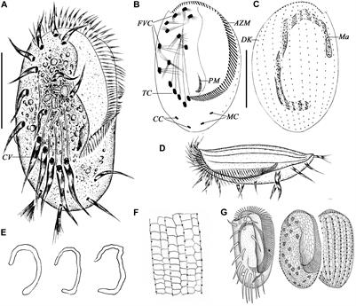 Novel Contributions to the Taxonomy of the Ciliates Genus Euplotes (Ciliophora, Euplotida): Redescription of Two Poorly Known Species, With a Brief Note on the Distributions of This Genus in Coastal Waters of Southern China